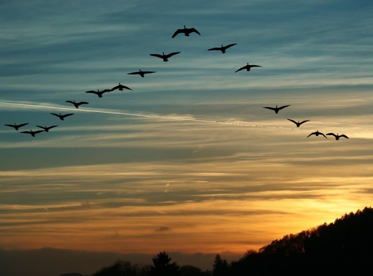 birds flying in the sky 