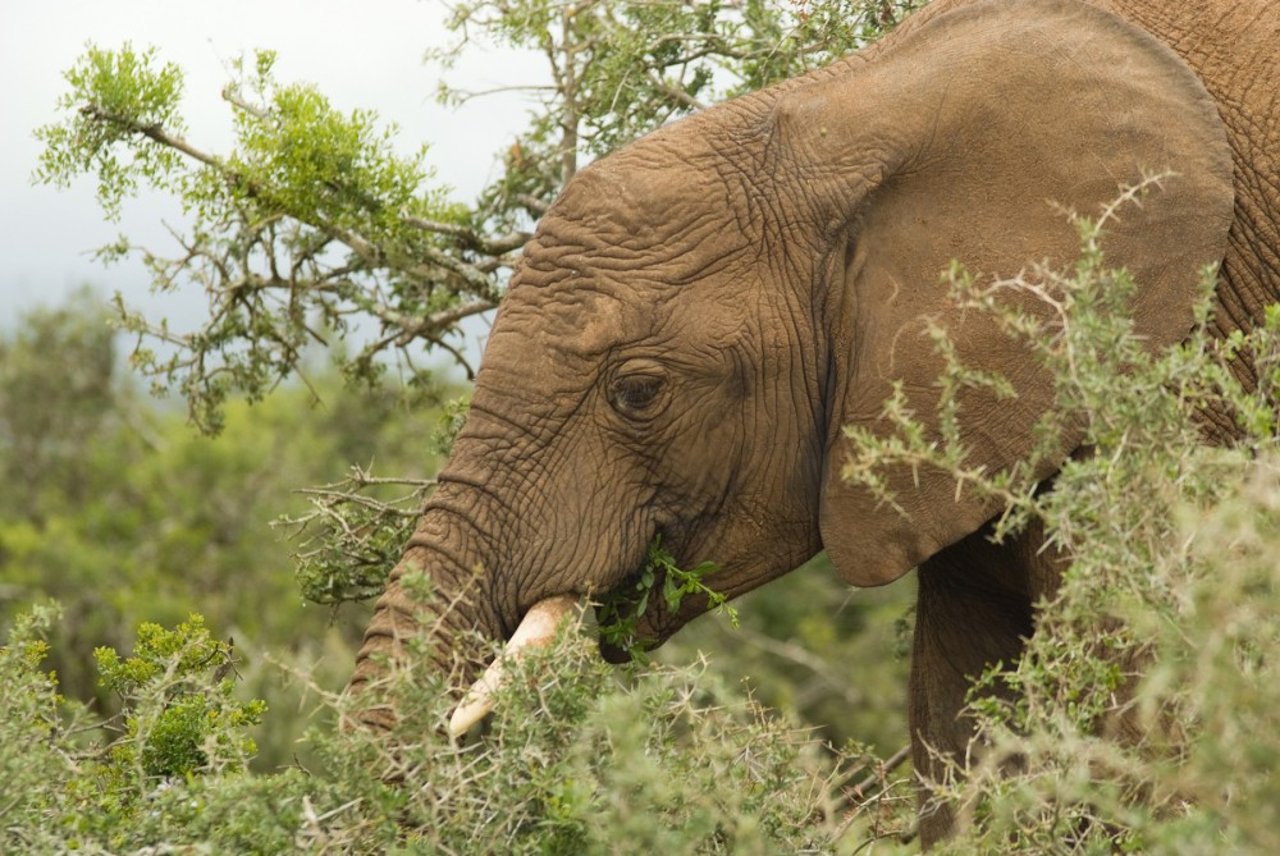 elephants eating crops 