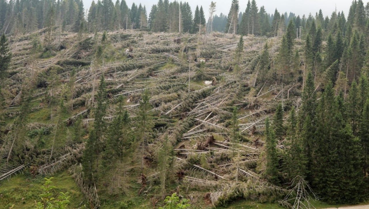 Deforestation, human-animal conflict