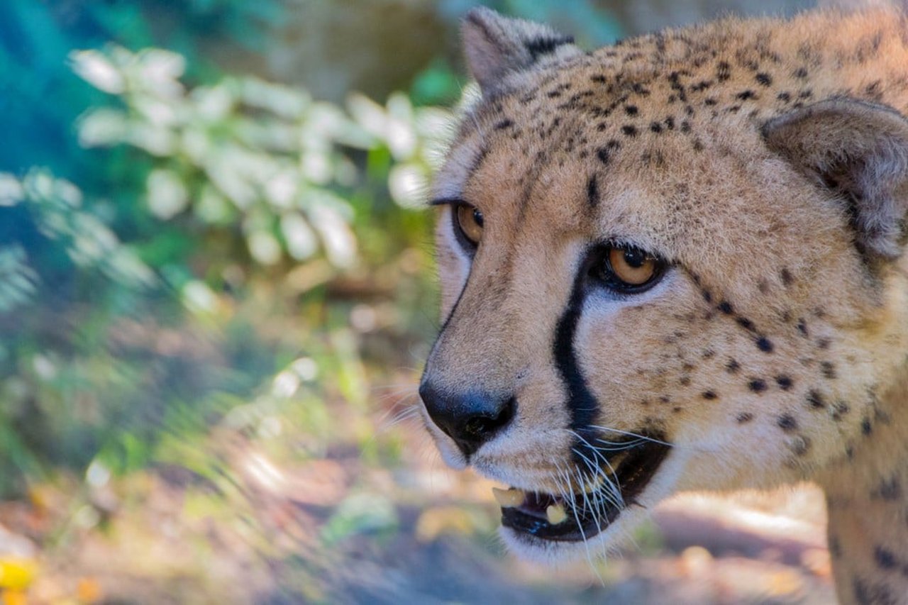 Cheetah in India