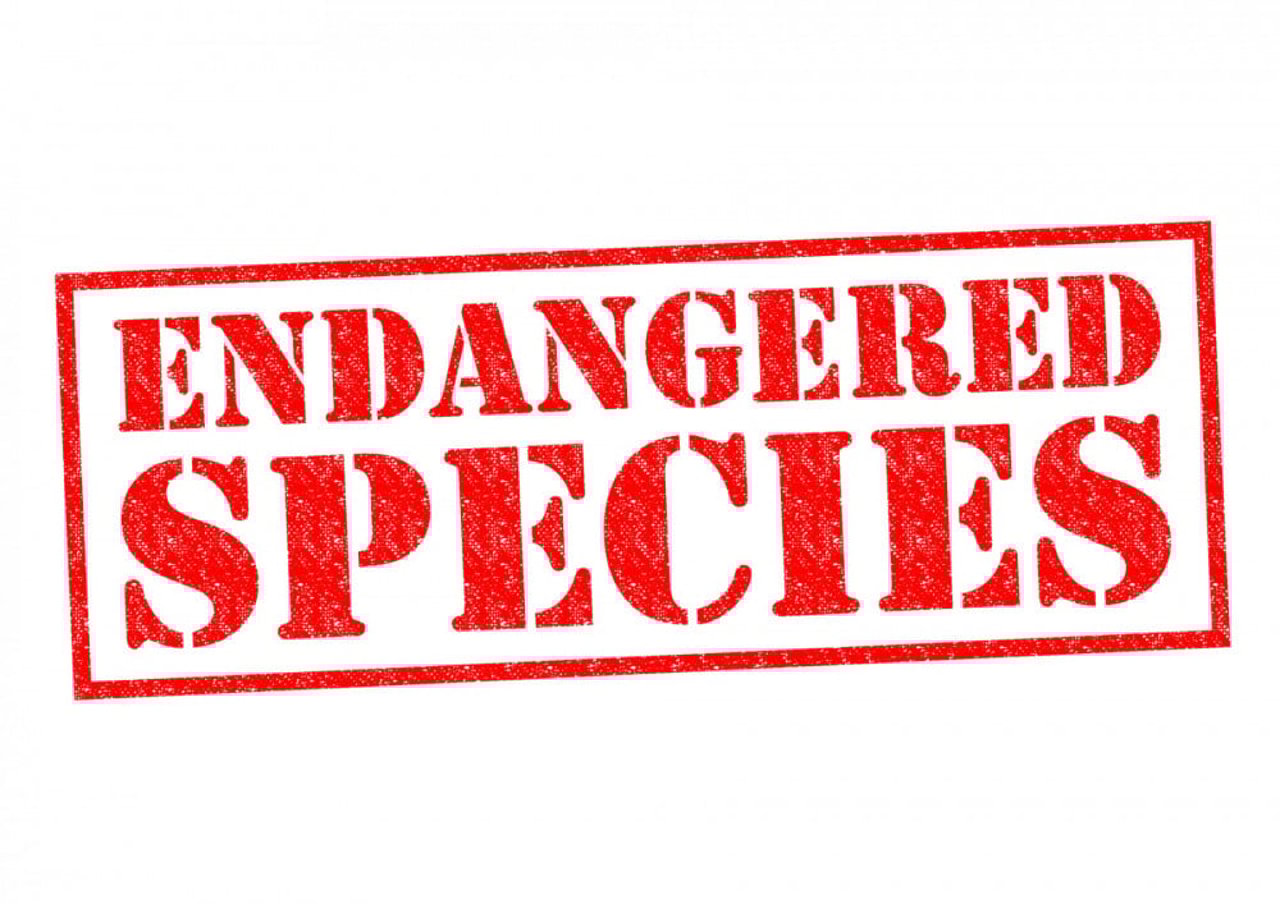 Endangered species 