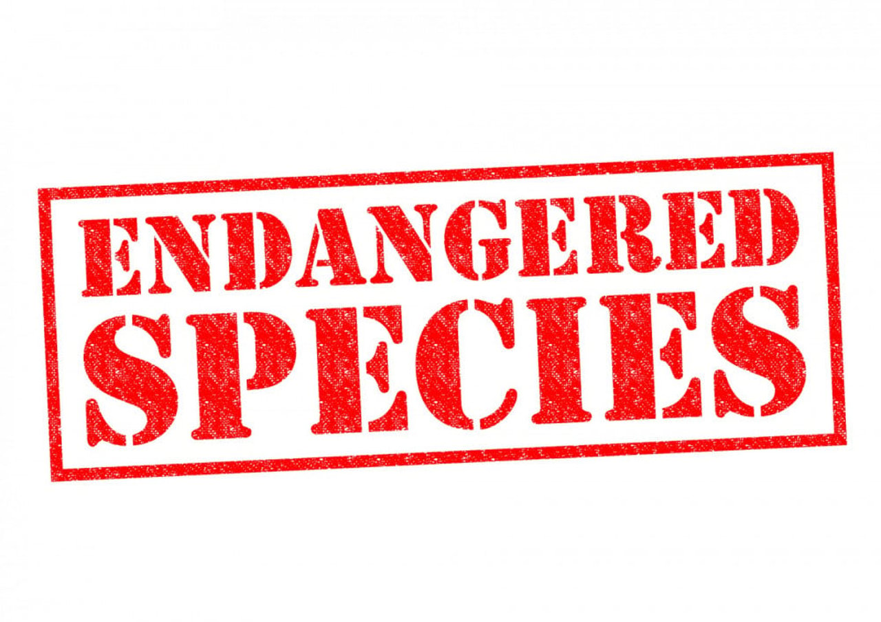 Endangered species 