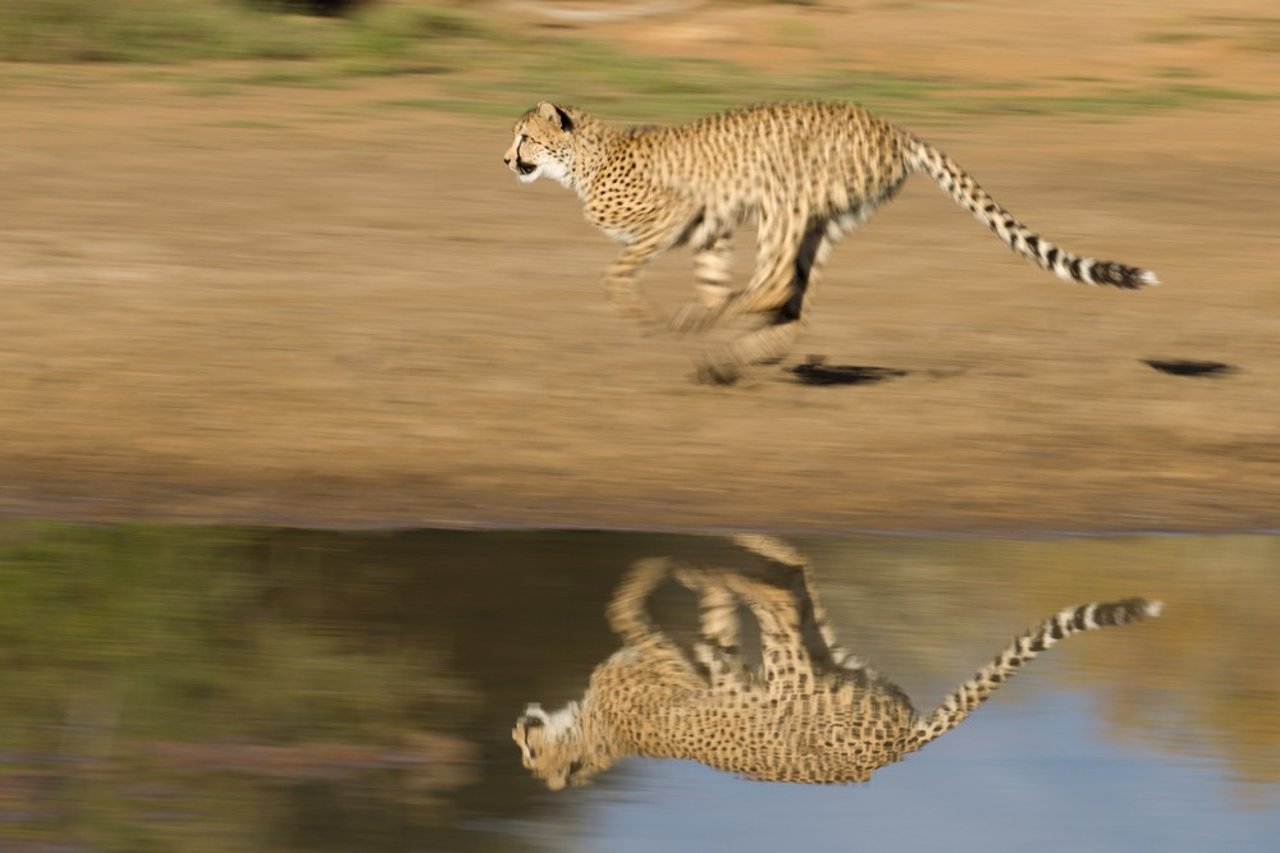 Cheetah in India