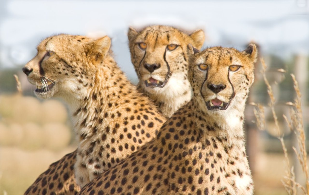 Cheetah in India