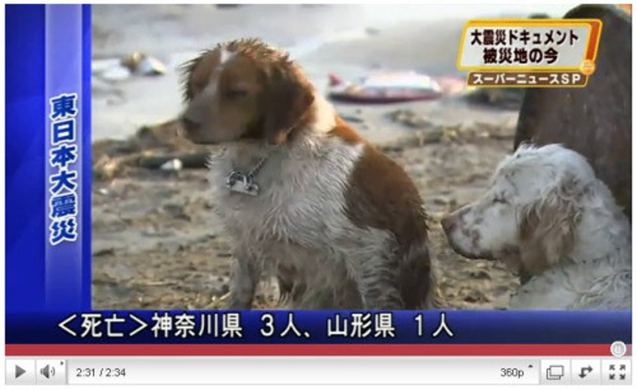 dog-loyalty_tsunami