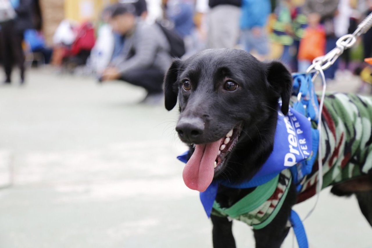 Dog at a vaccination drive in Brazil - Better Lives For Dogs - World Animal Protection