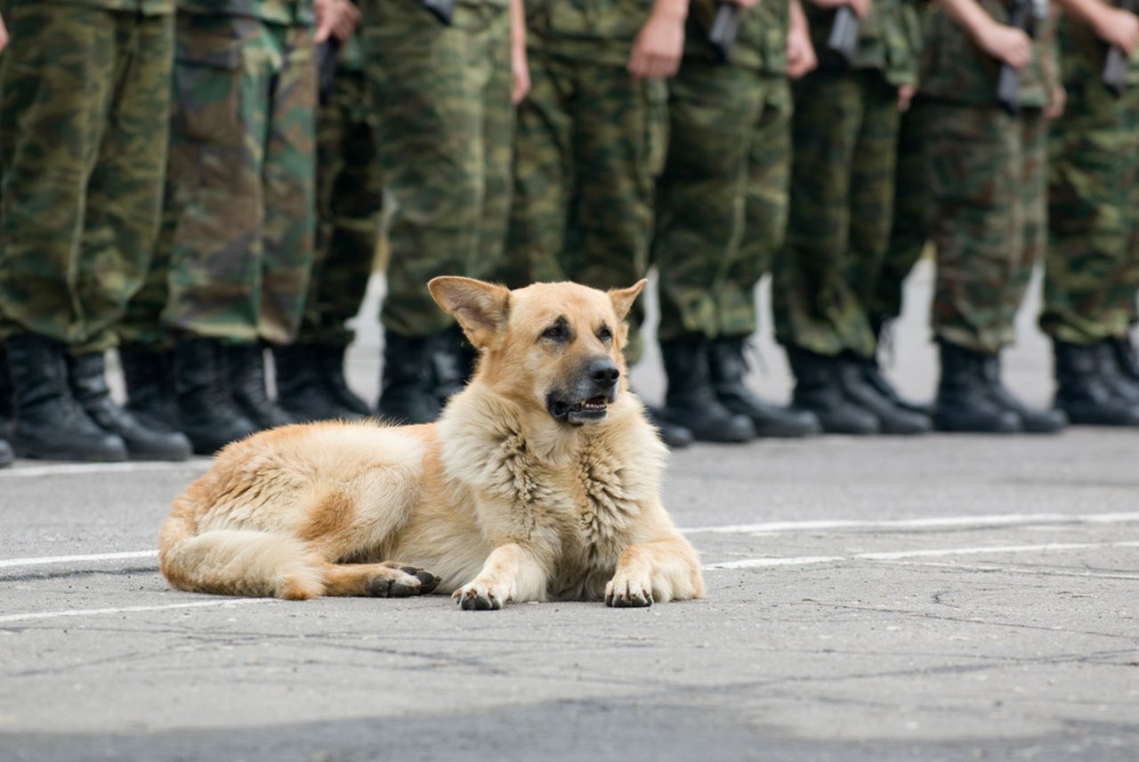 dogs used in military/army