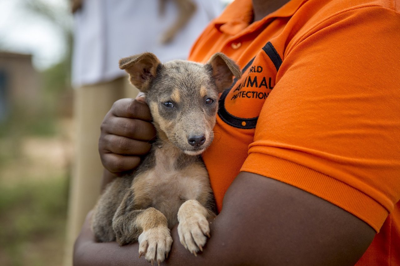 A World Animal Protection staff holding a dog