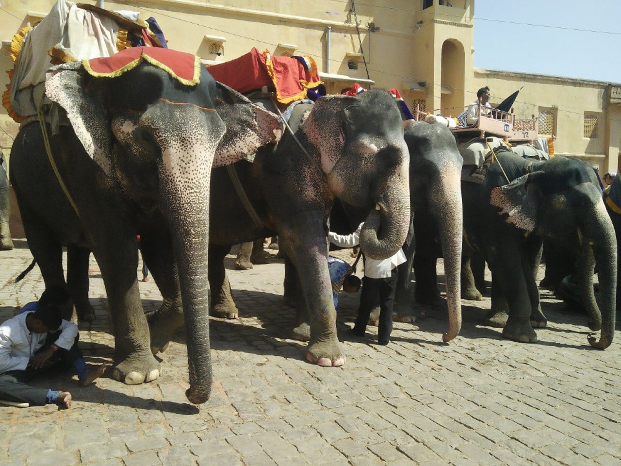 elephant_abuse_at_hathi_gaon