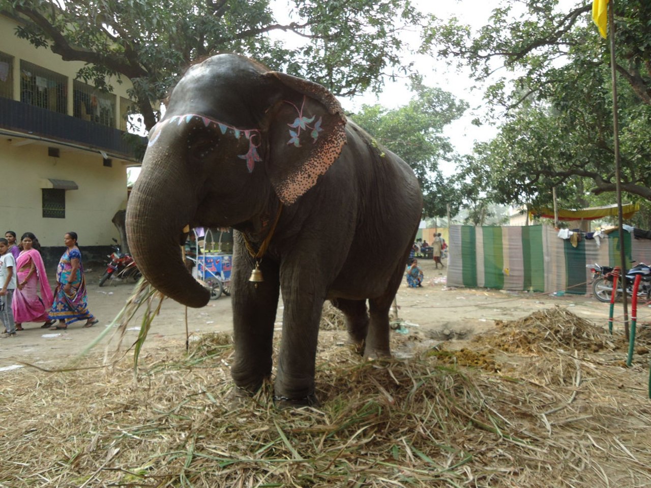 elephant_in_sonepur_shubhobroto_ghosh