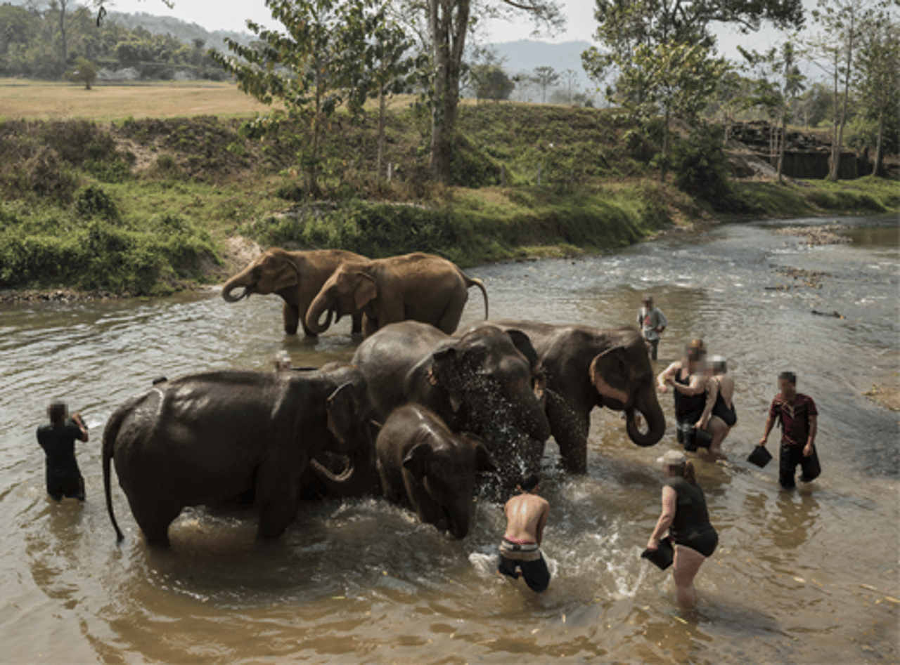 Tourists bathing elephants at a venue in Thailand
