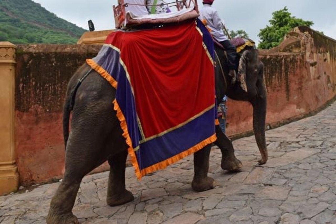 elephant rides at Jaipur 