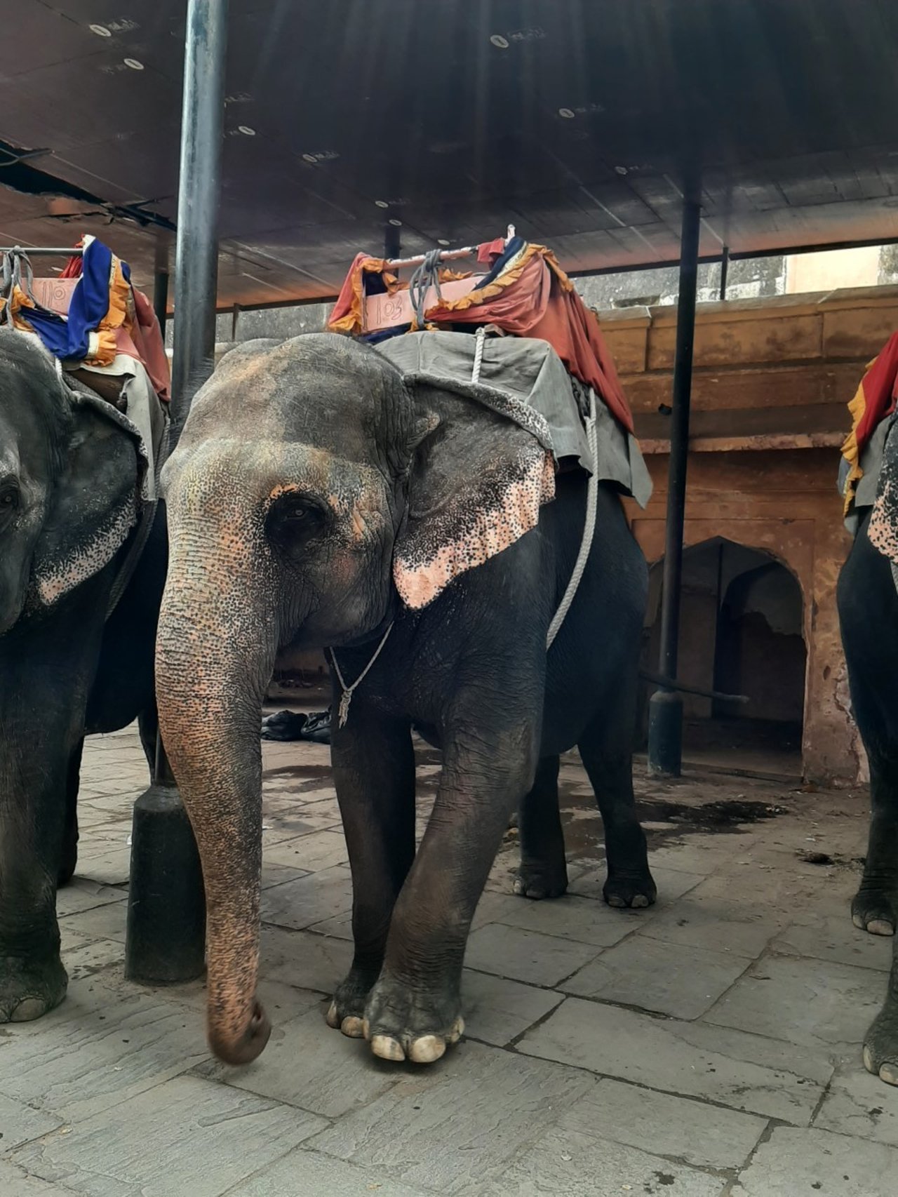 Elephants at Amer Fort 