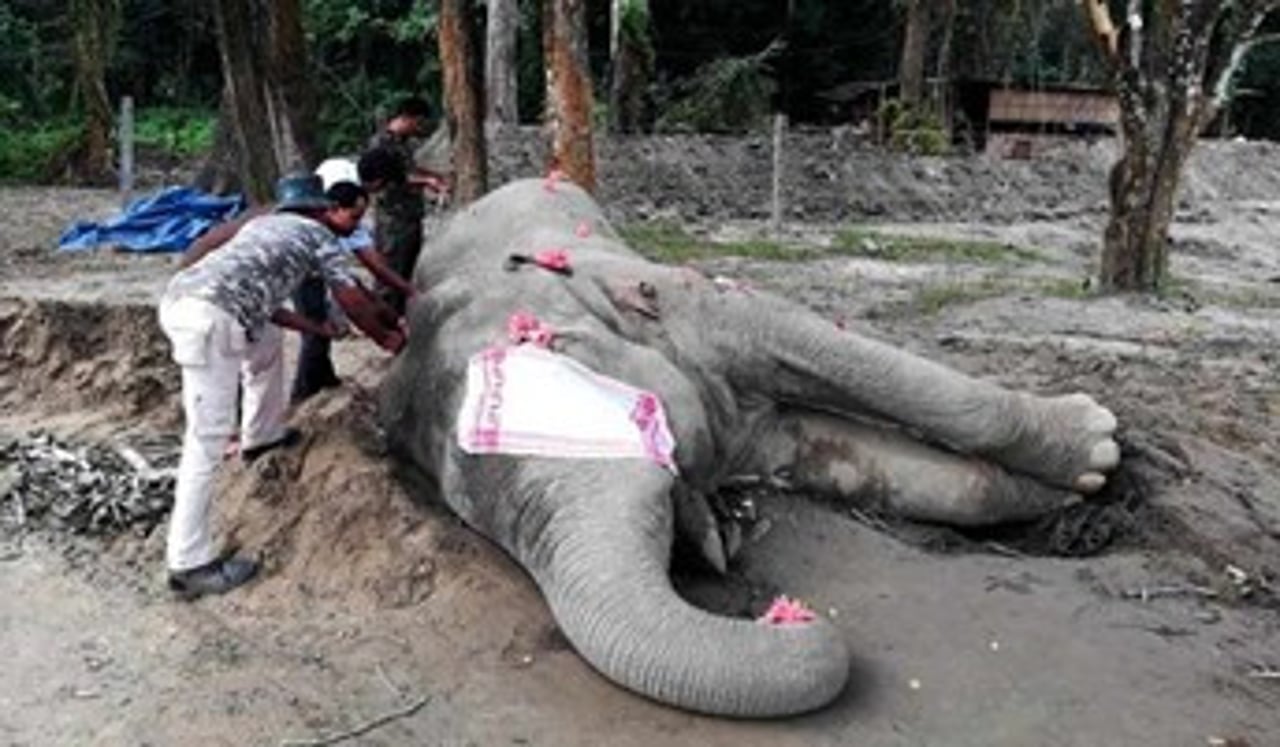 elephant died after some weeks in captivity