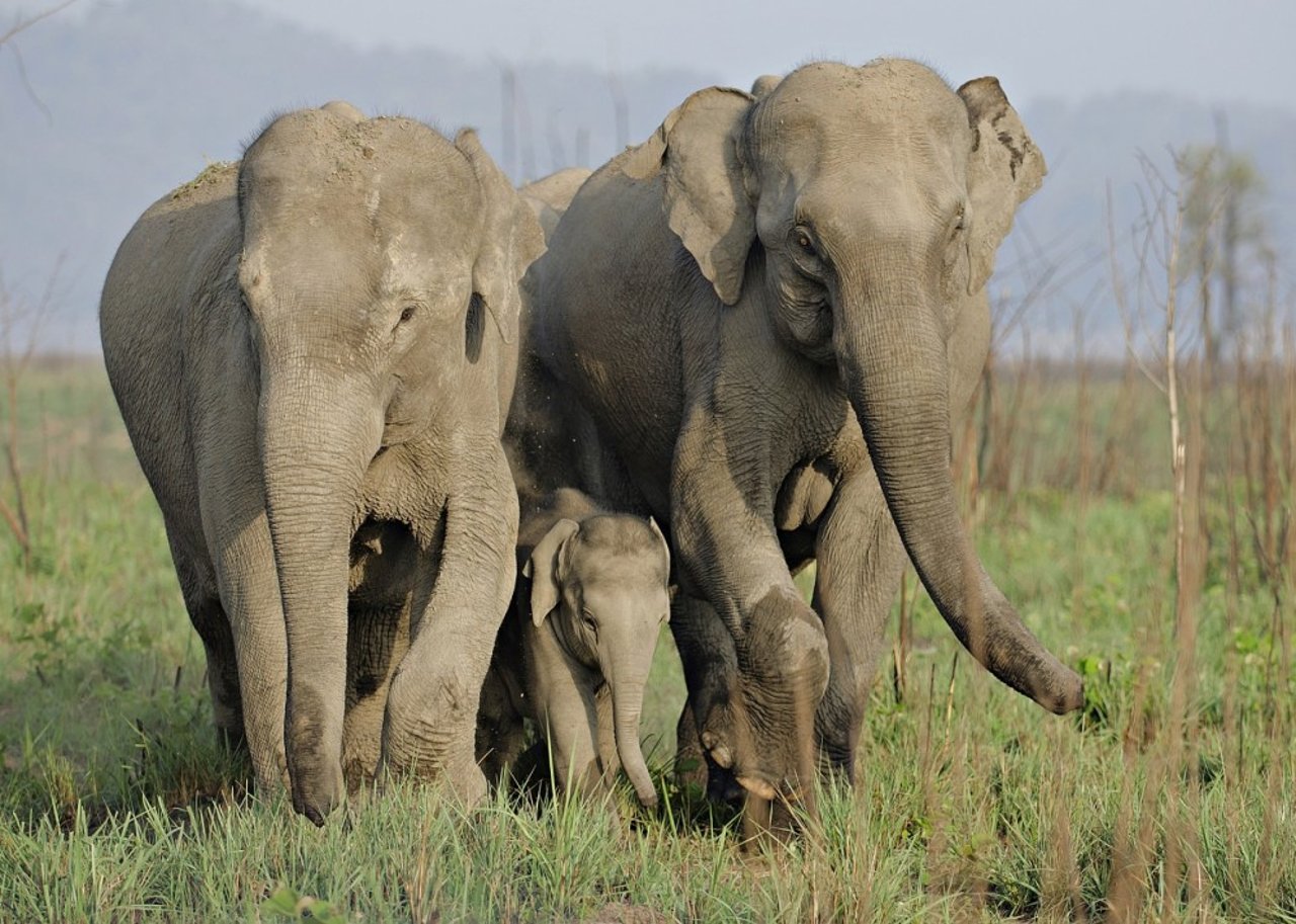 Elephants in Corbett Tiger Reserve : Shreya Singha Ray