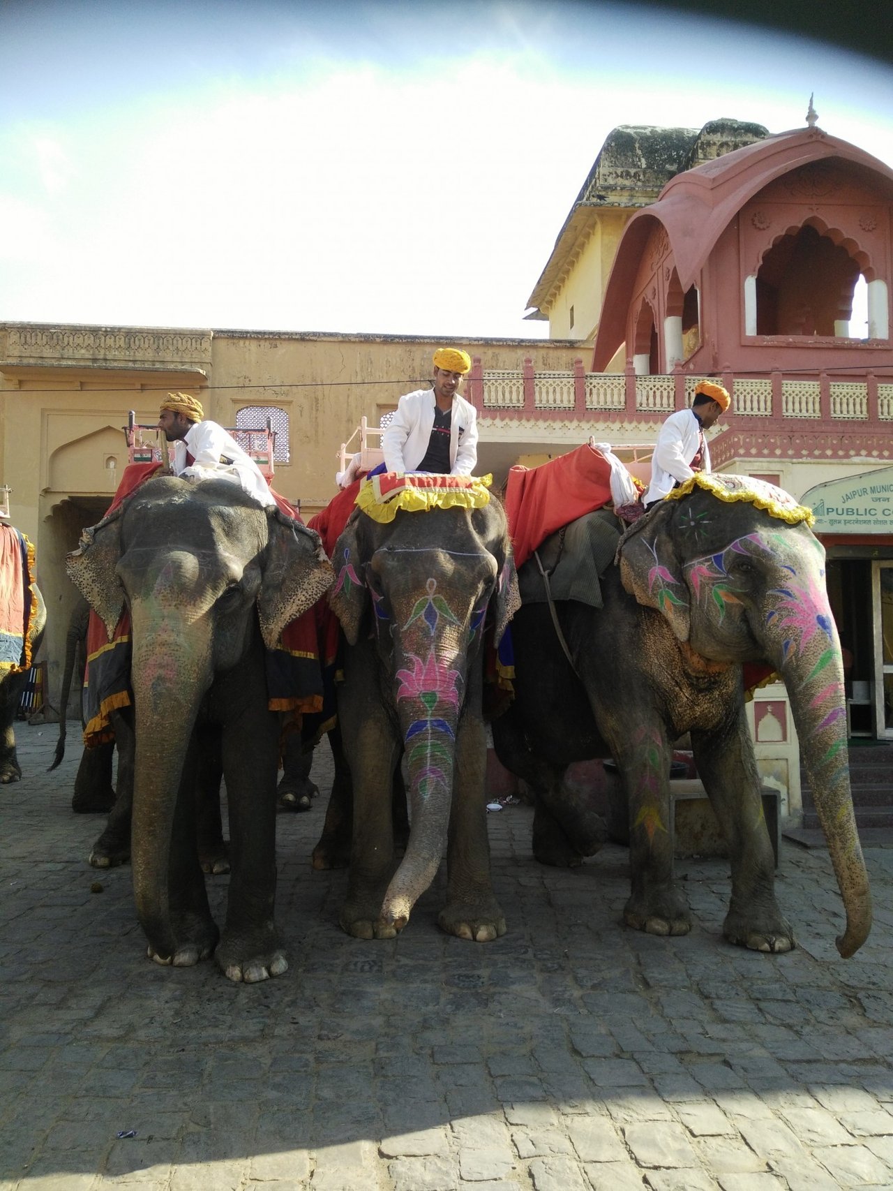 elephant rides at Jaipur 