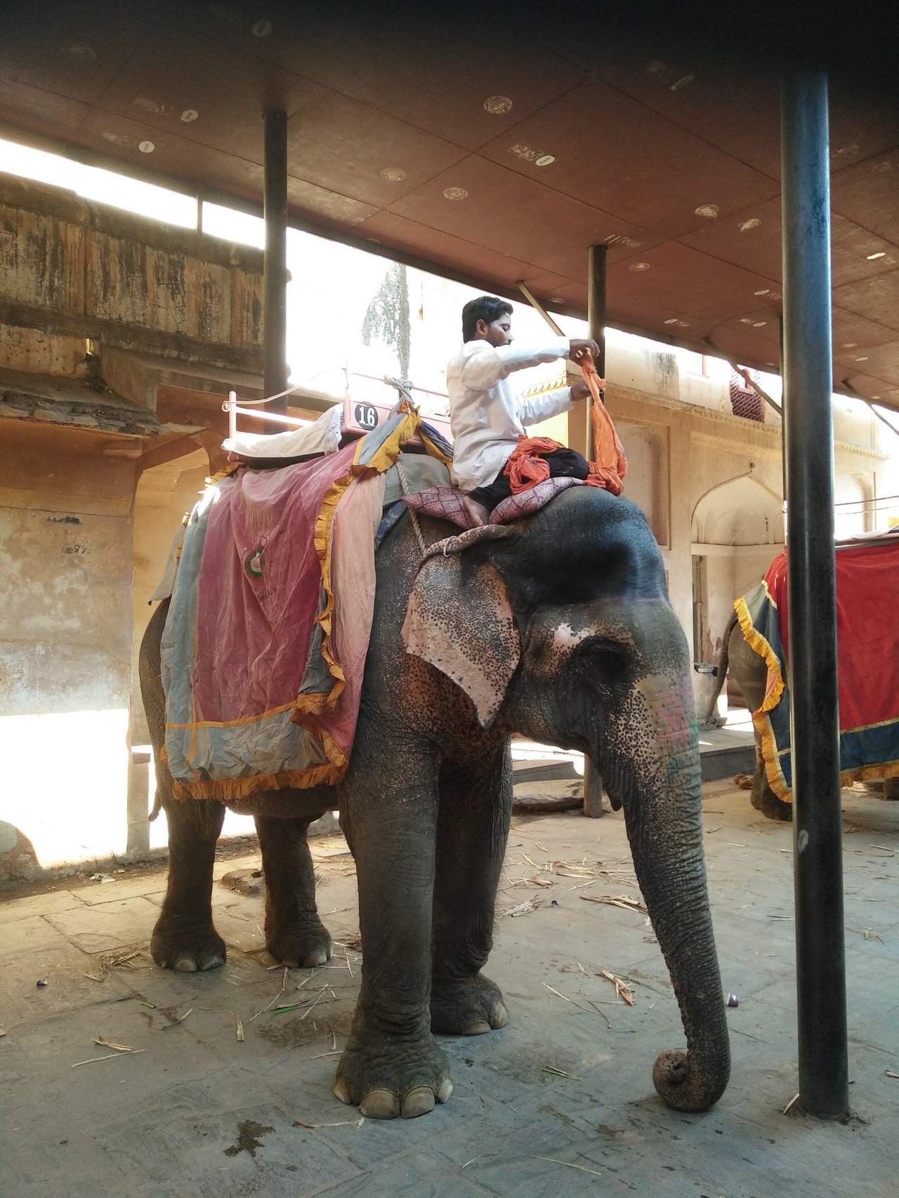 elephant rides at Jaipur 