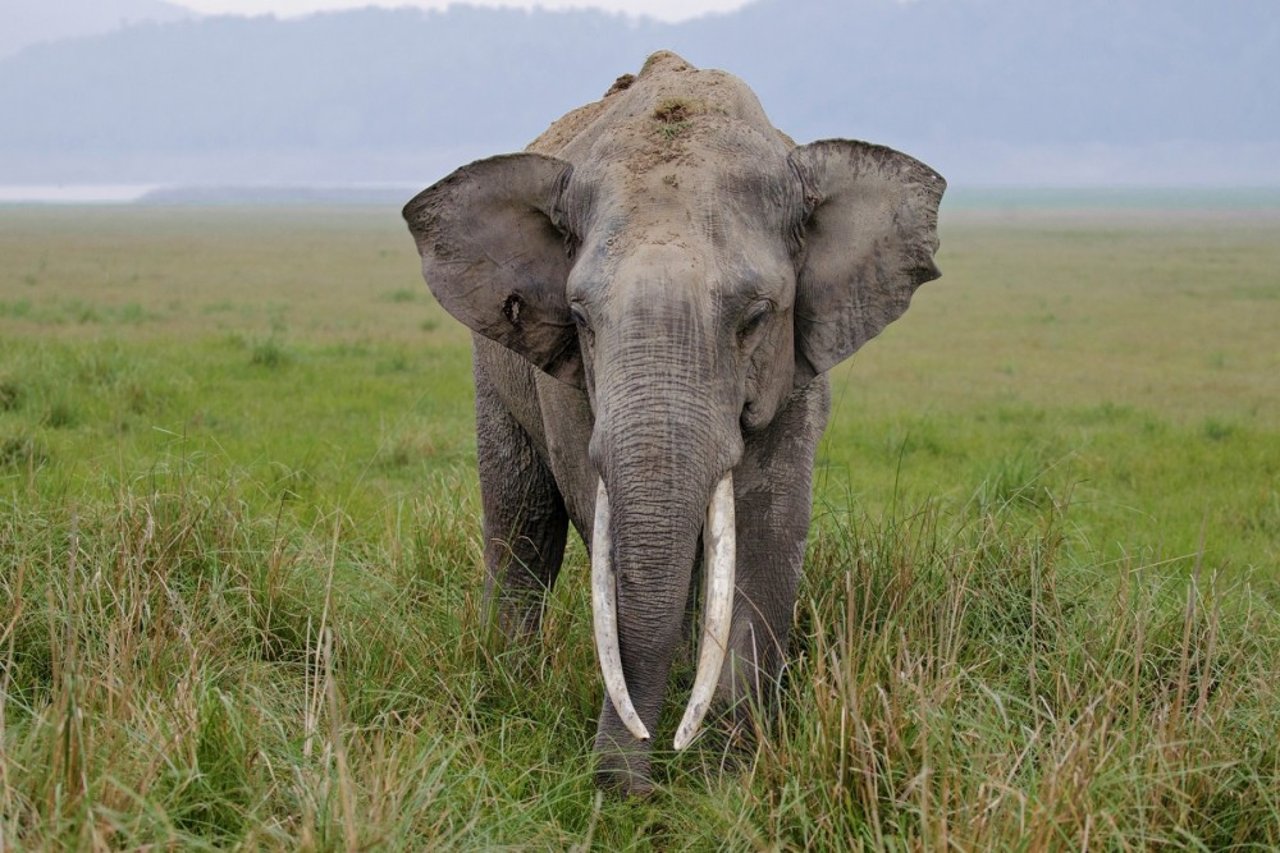 Male elephant in Corbett Tiger Reserve photograph by Shreya Singha Ray