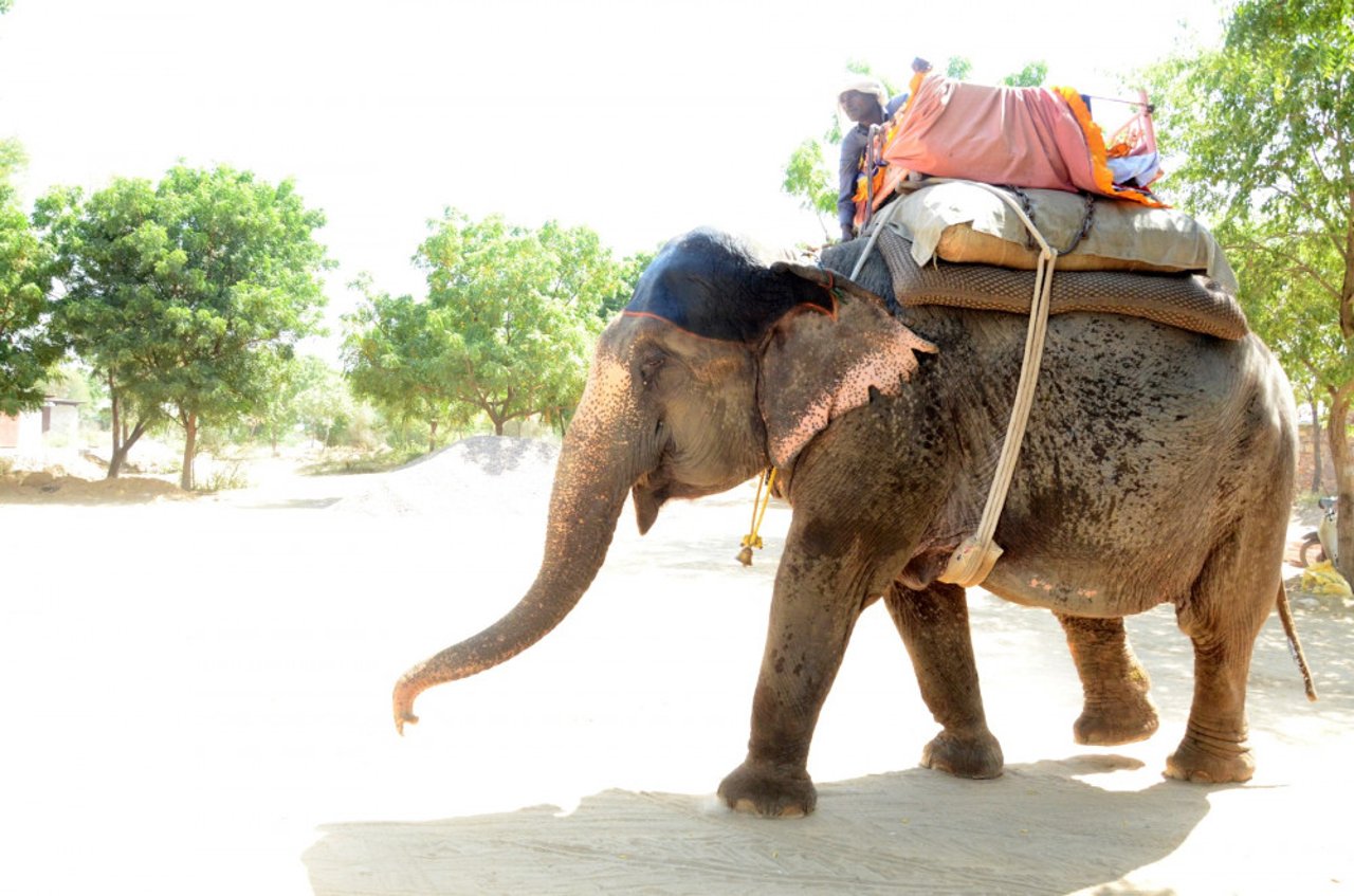 Elephant in Haathi Gaon in Jaipur Shubhobroto Ghosh