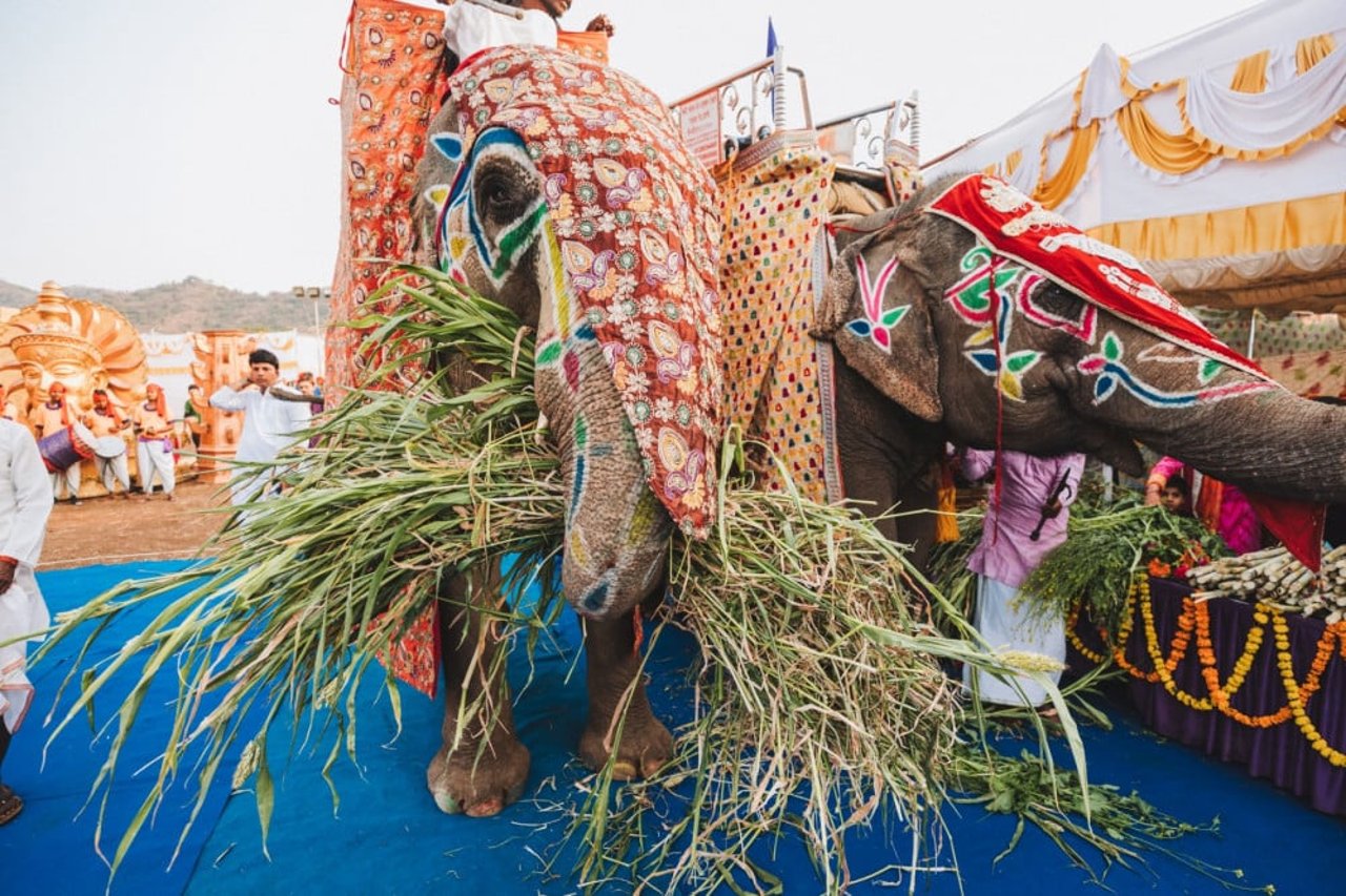 elephants used in ceremonies in India, world animal protection India