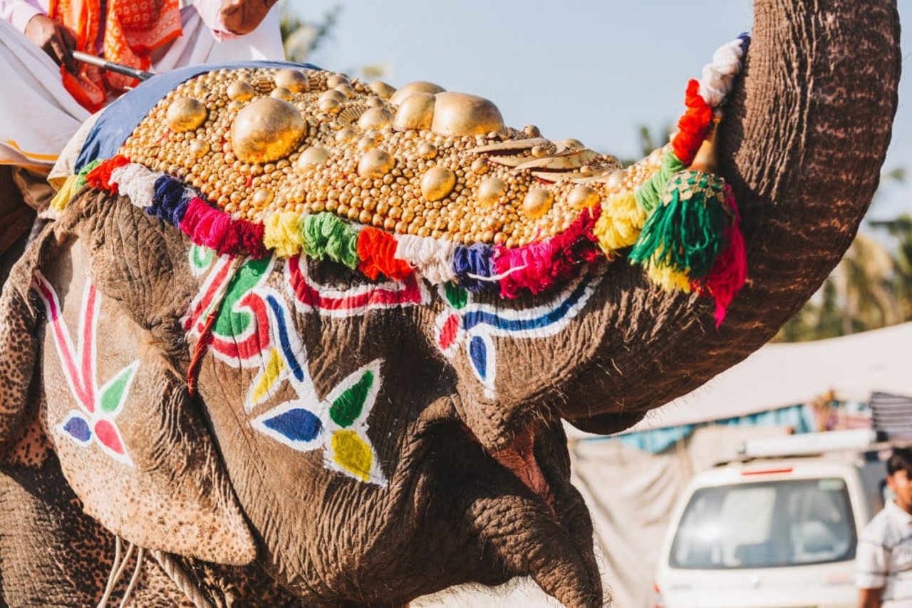 elephants used in ceremonies in India, world animal protection India