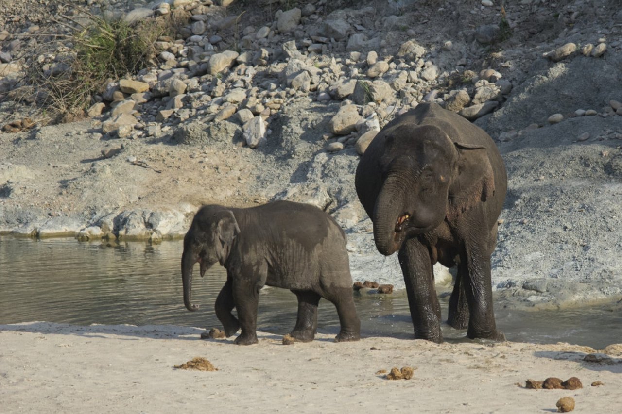 Elephants in Corbett Tiger Reserve: Shreya Singha Ray
