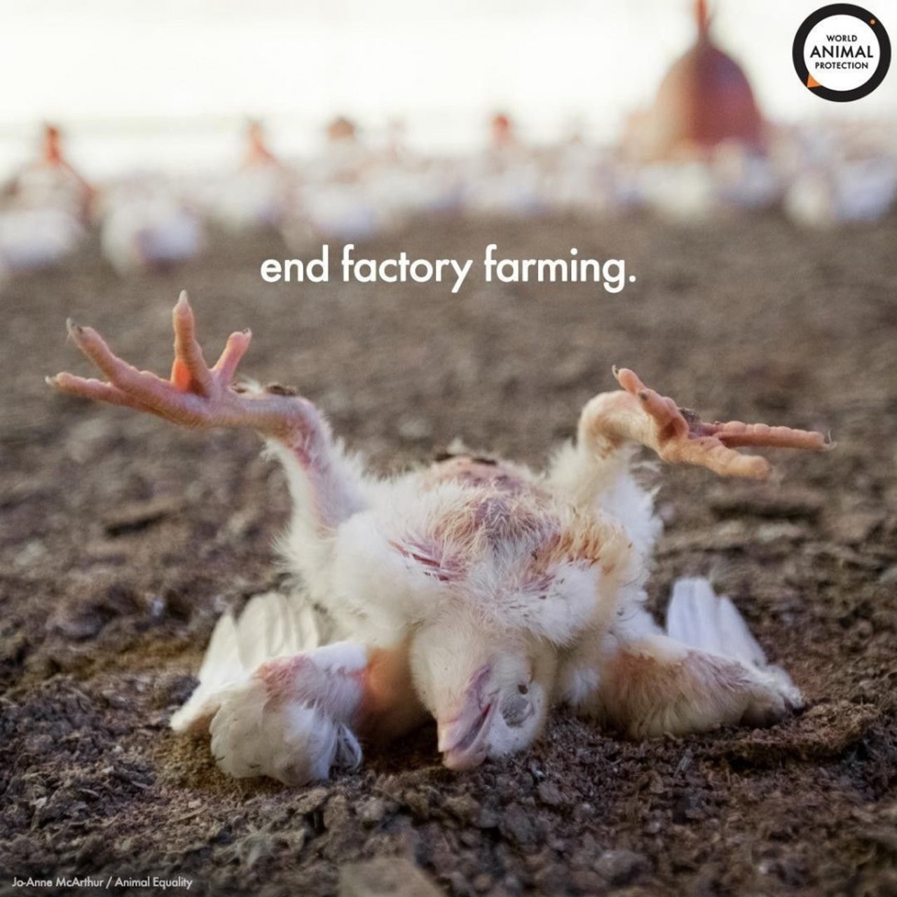 end factory farming