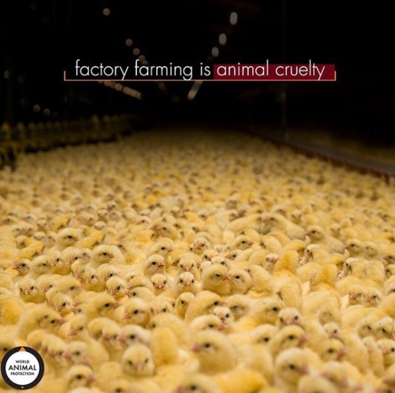 Factory farming is cruelty