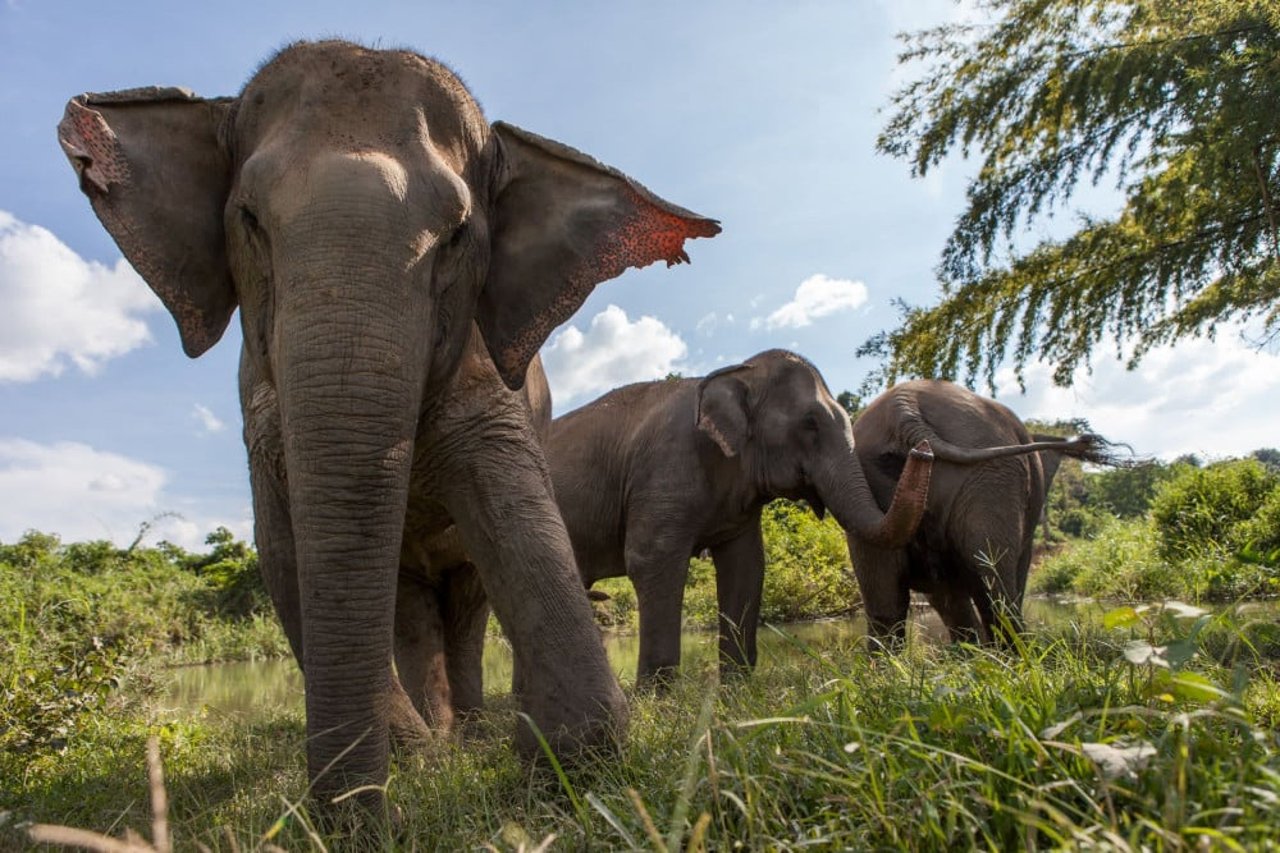 Elephant family