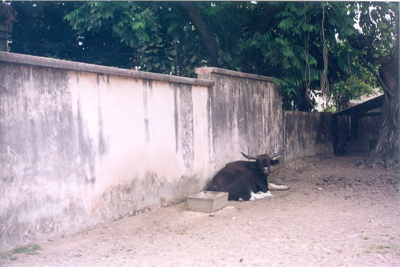 Gayal, a cross between a Gaur and domestic cattle at the Alipore Zoo Photograph : Shubhobroto Ghosh