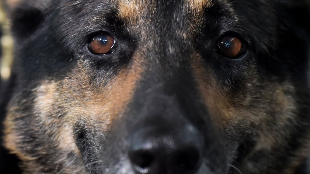 german shepherd in hong kong 