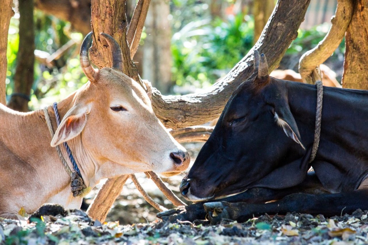 happy_cows_1