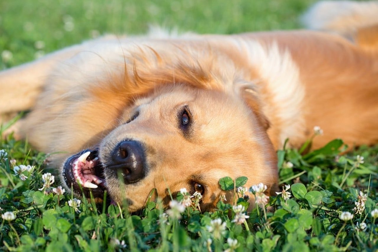 dog and human friendship