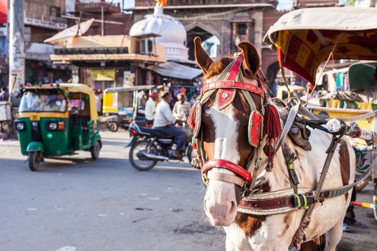 Abusing horses for rides in India 