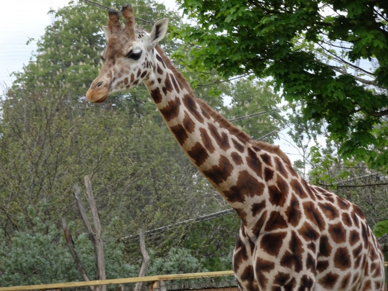 Hybrid giraffe in London Zoo, photograph by Shubhobroto Ghosh. A vicious and vindictive attitude persists in the zoo and conservation community toward animals of mixed genetic origin