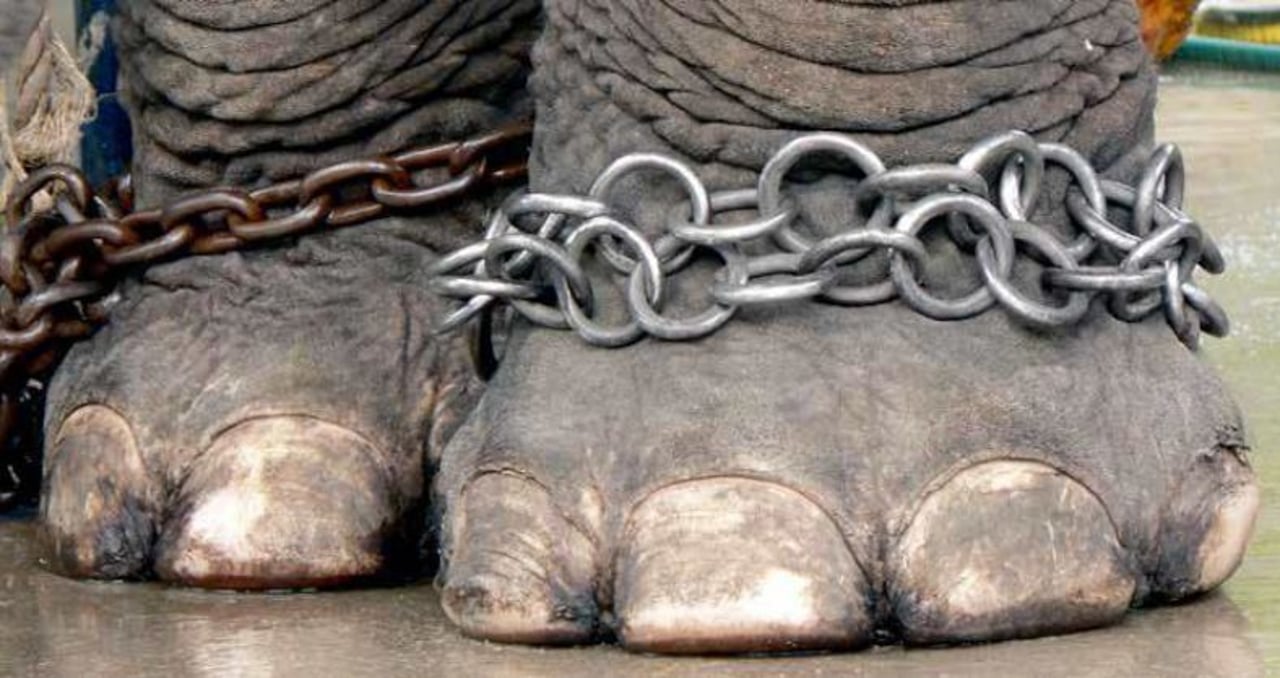 chained elephant