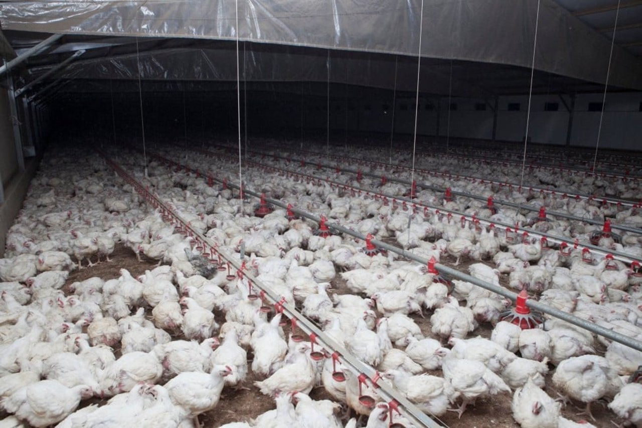 Chicken in factory farming, still image from brand video