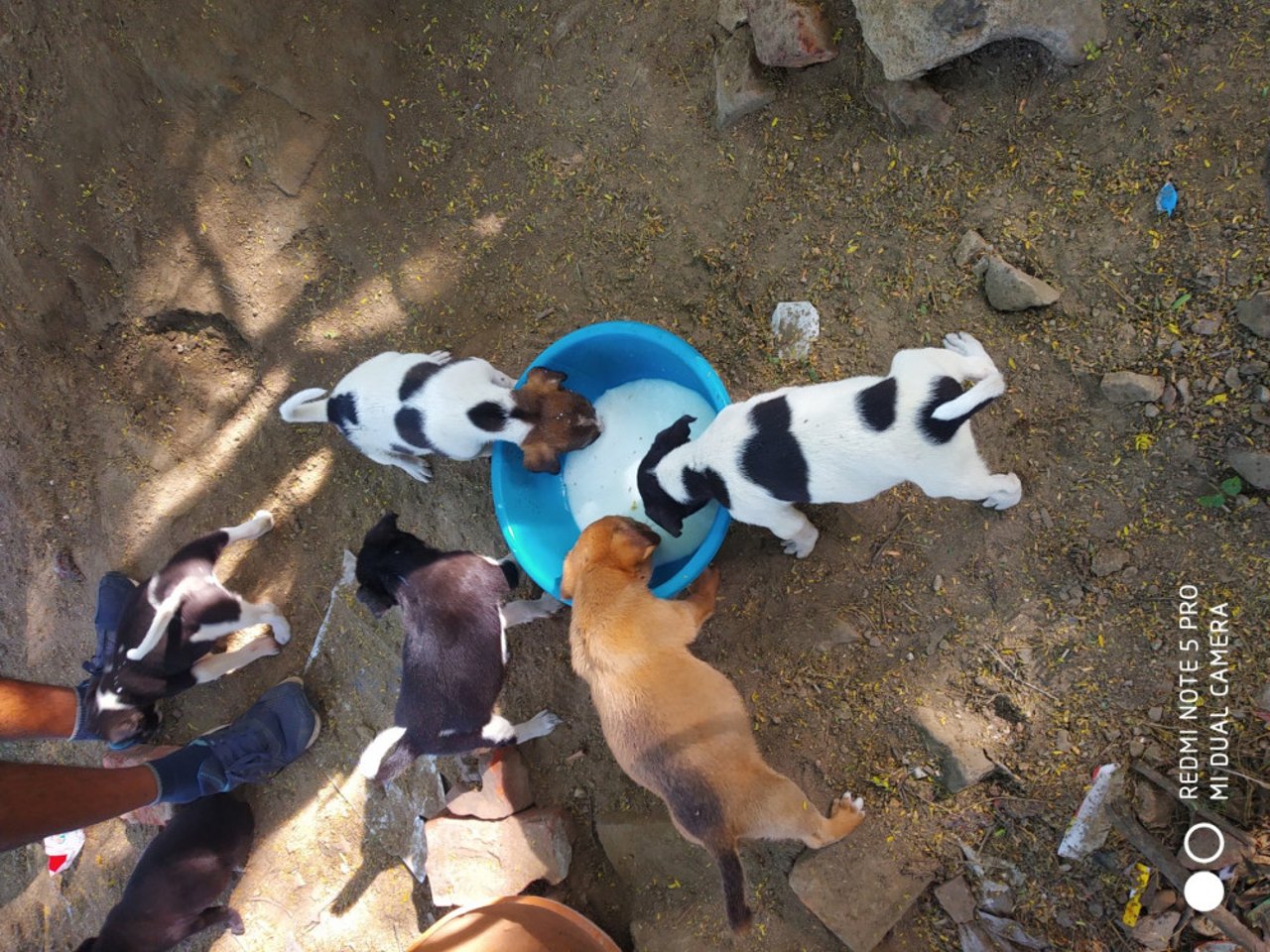 feeding stray animals during COVID-19