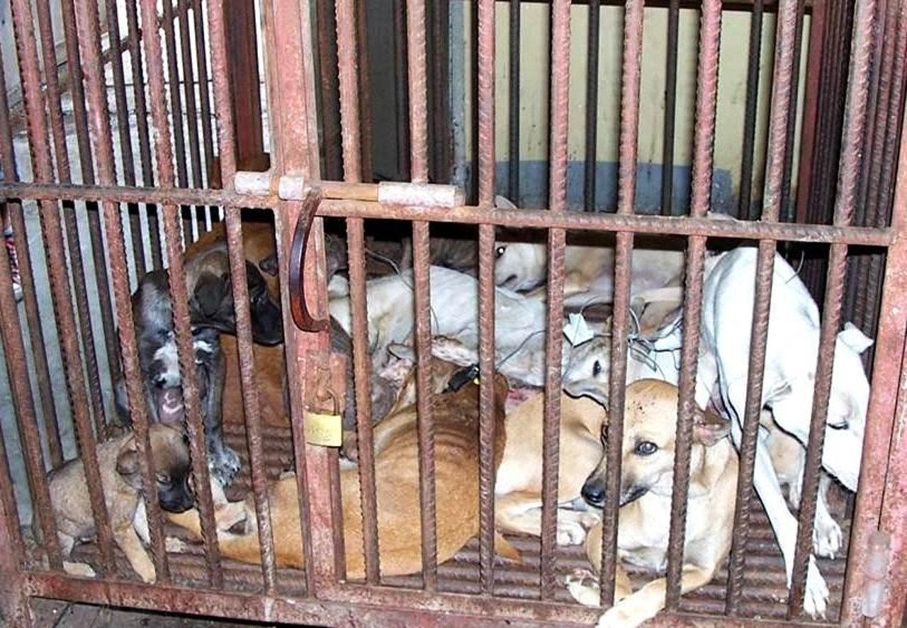 A World Animal Protection staff holding a dog