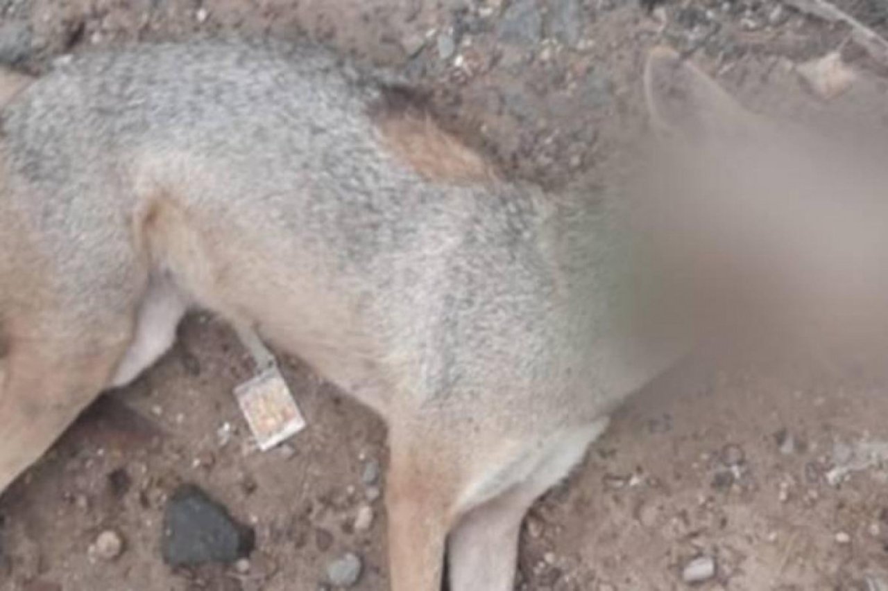 jackal died after consuming meat filled with crackers