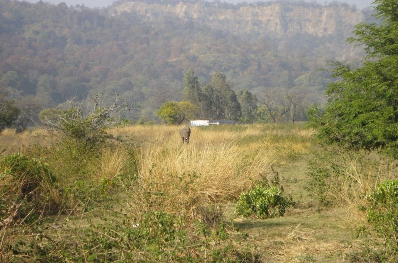 Picture credit – Shivani Vishwanathula at Jim Corbett National Park