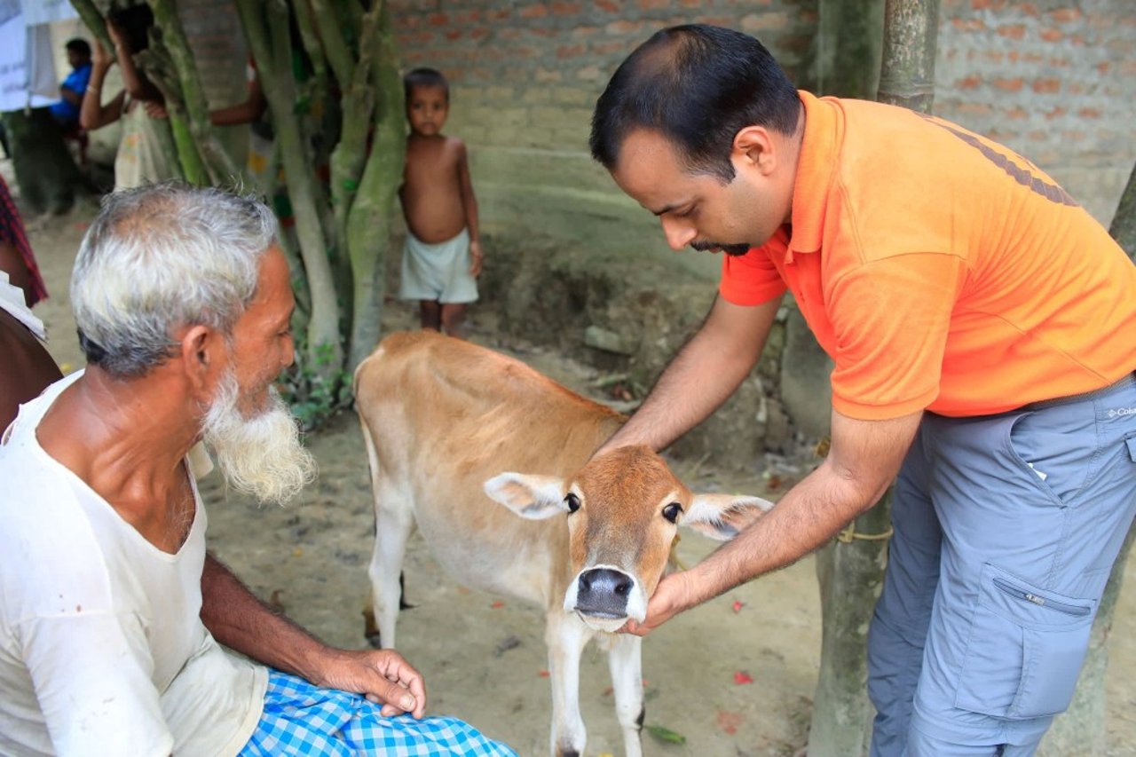 animals in disasters 