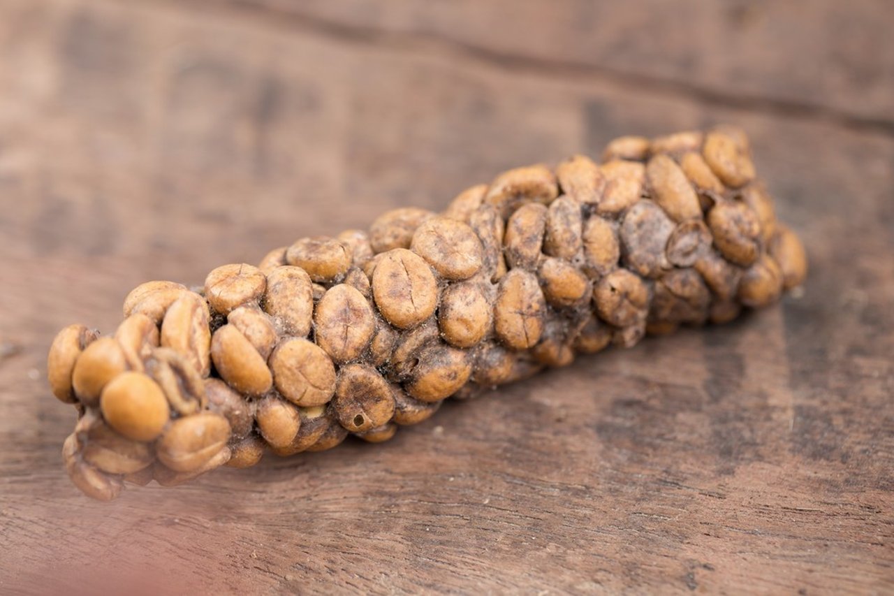 Kopi luwak or civet coffee. Coffee beans excreted by civet