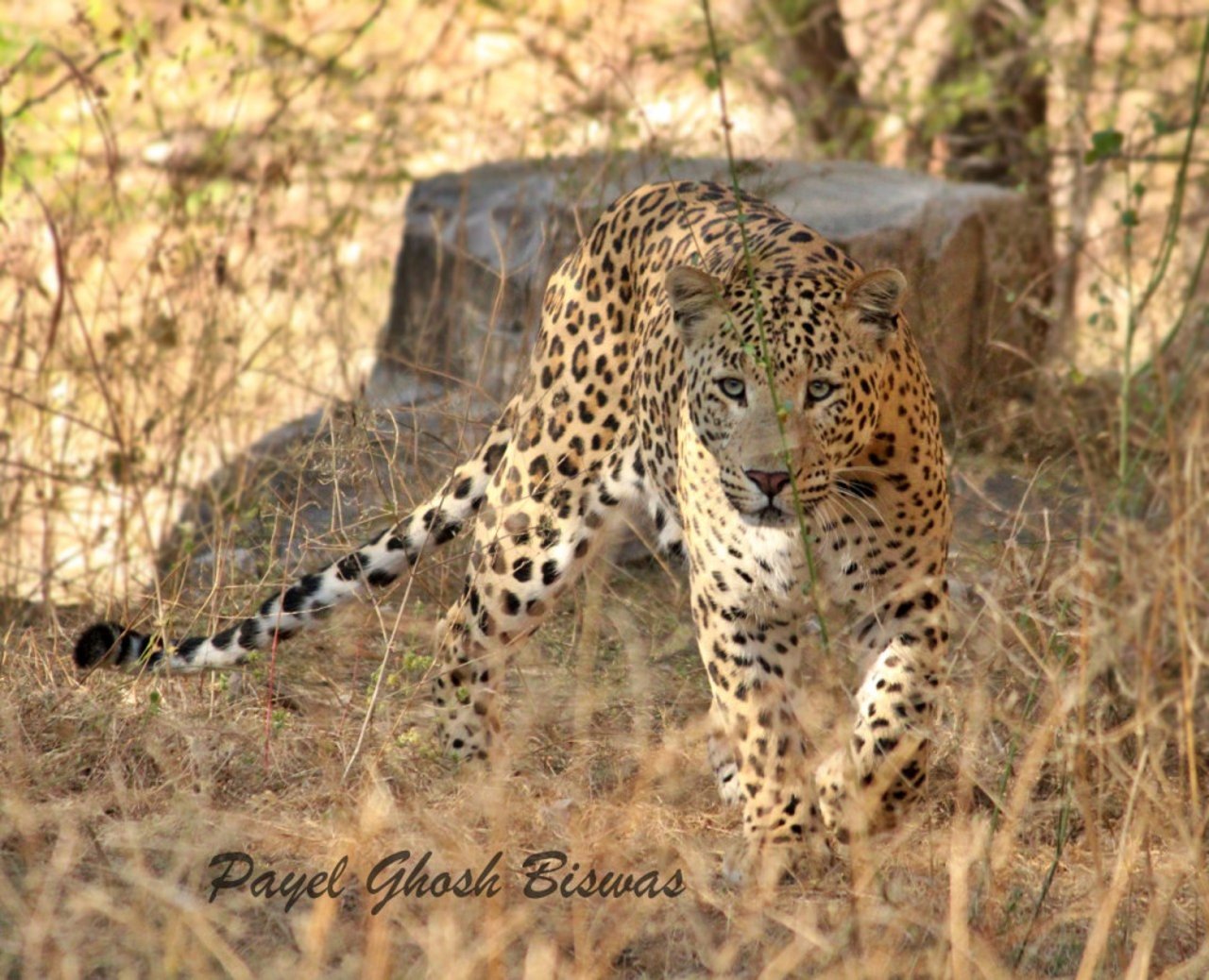 Wildlife is best enjoyed in the wild. Leopard in Jhalana Leopard Reserve, Jaipur Rajasthan. Photograph by Payel Biswas