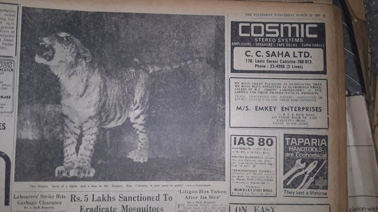 A photo of the litigon Cubanacan in Alipore Zoo published in the March 12, 1980 edition of The Statesman, Calcutta. Credit Subhodip Bid and Payel Biswas