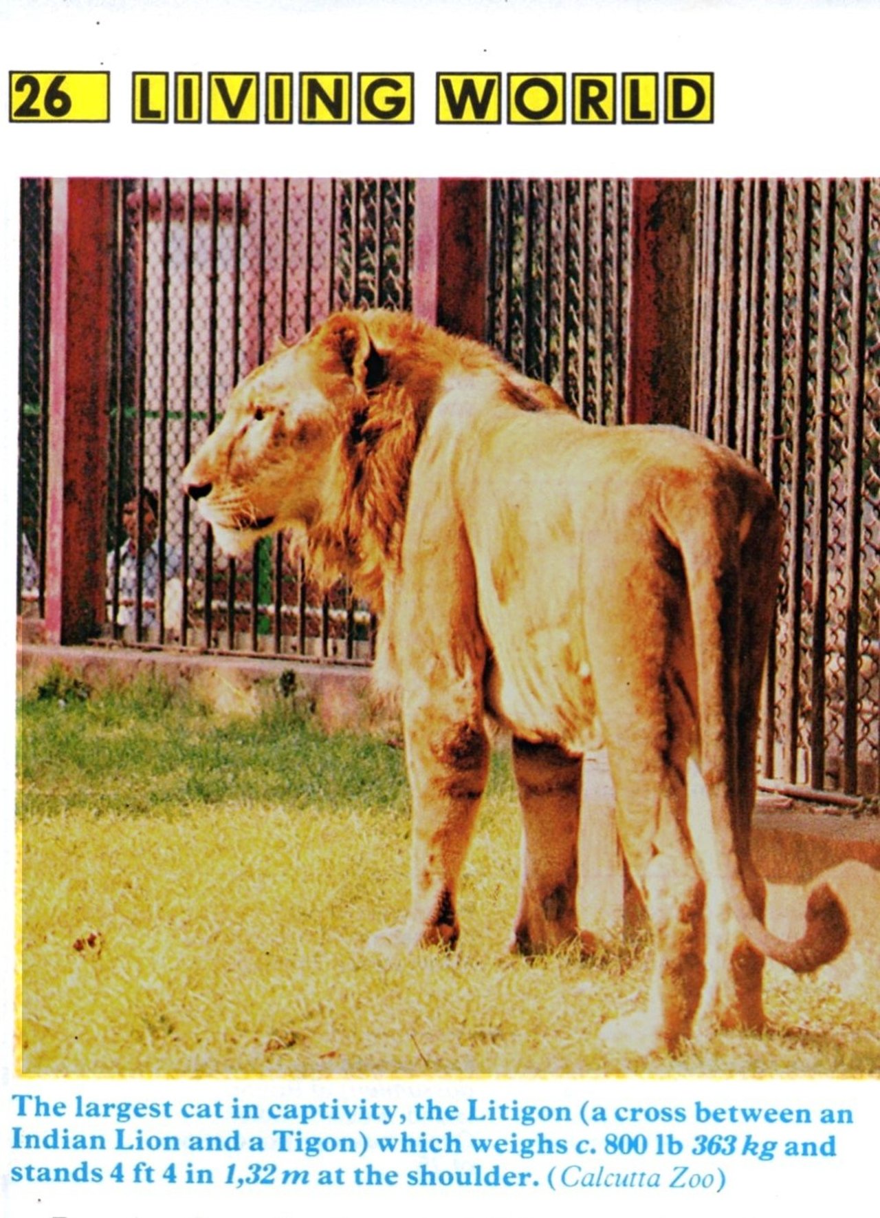 A photo of the litigon Cubanacan of Alipore Zoo in the 1985 Guinness Book of Records. Photo: Alipore Zoo and Karl Shuker