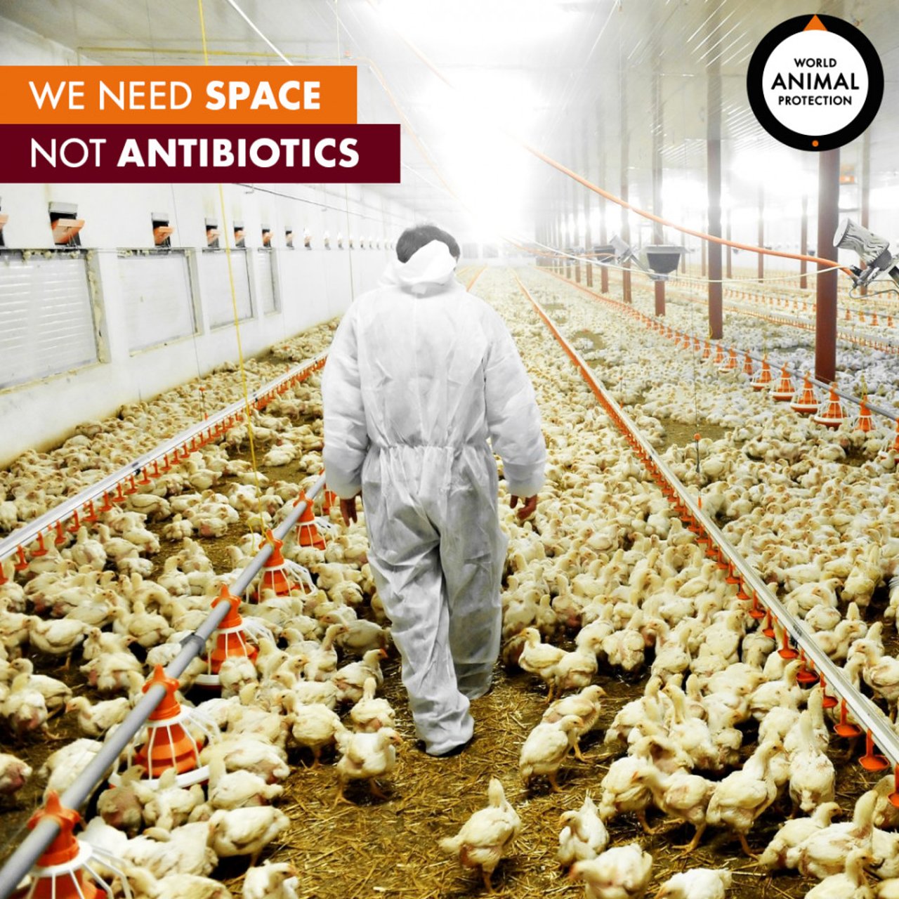 antibiotics given to farmed animals 