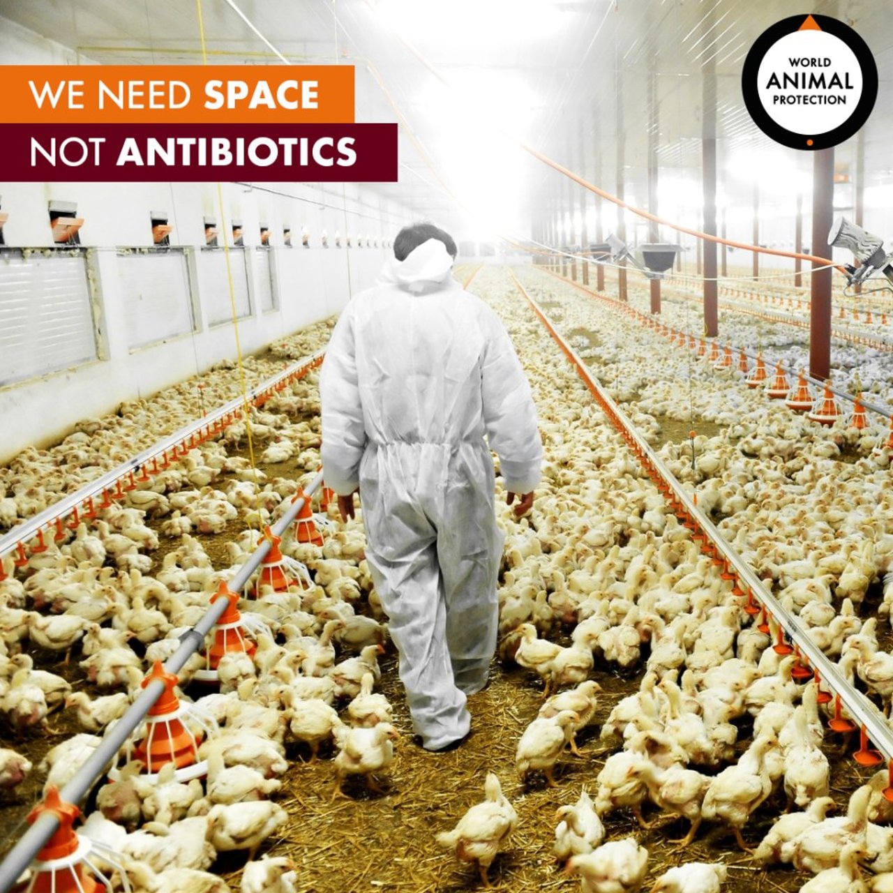 antibiotics given to farmed animals 