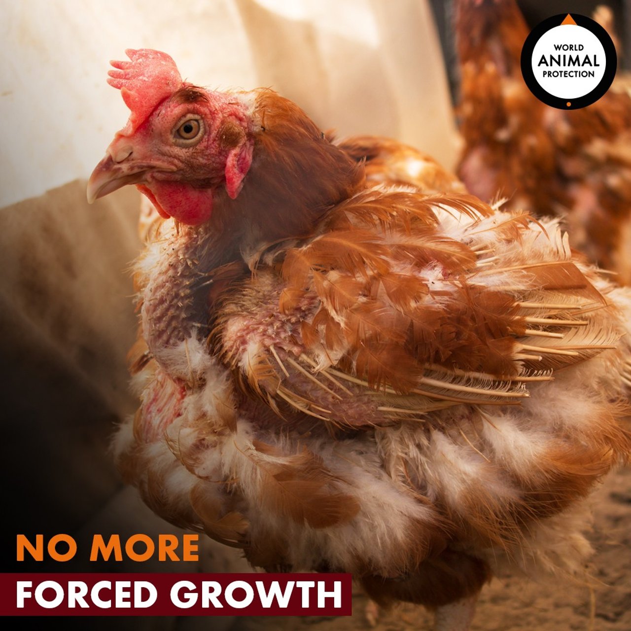 forced growth due to antibiotics 