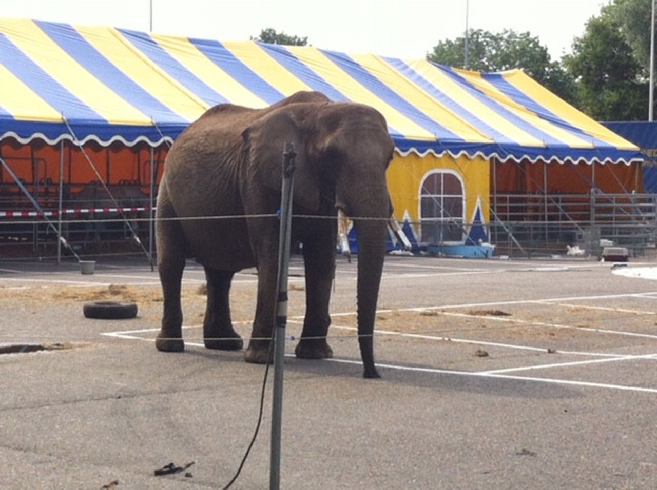 Olifant Buba bij circus Freiwald